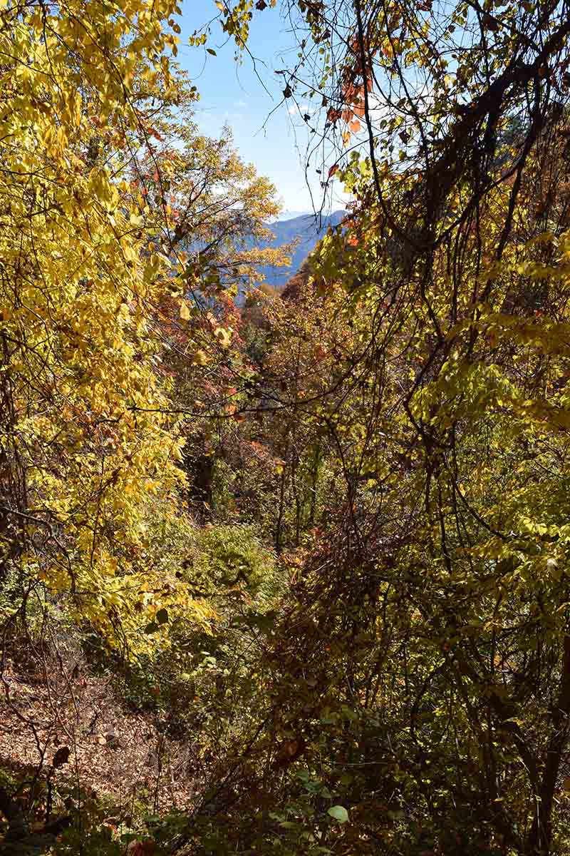 奥の岩屋近くの紅葉
