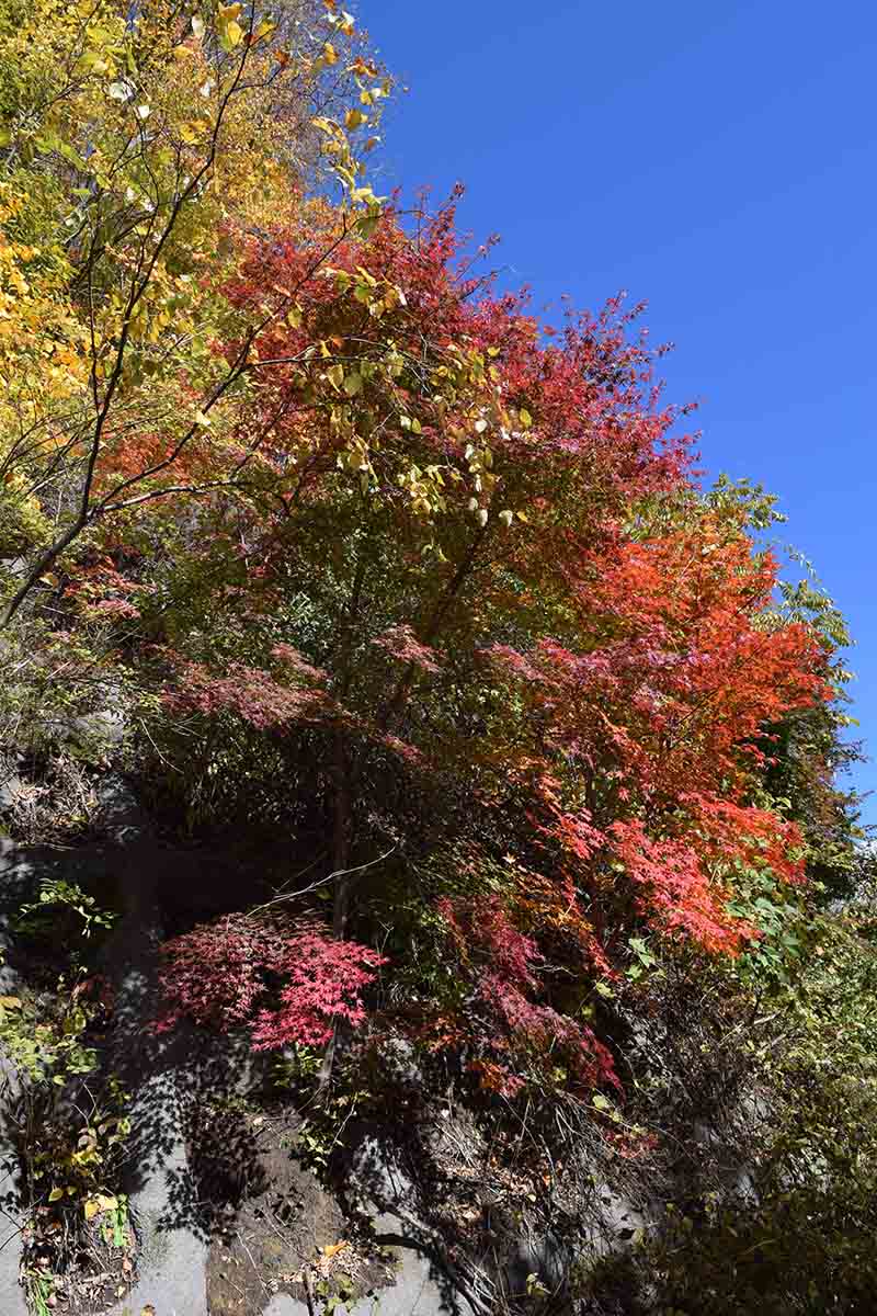 林道脇の紅葉